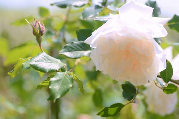 Delicate white rose with a peach tint