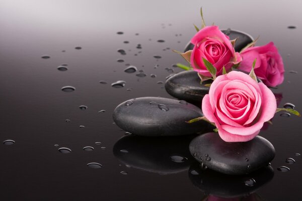 Wet roses on black stones