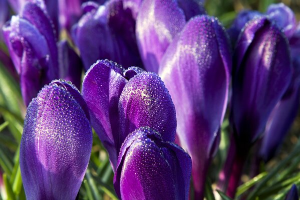 Crocus violets avec de la rosée sur les pétales