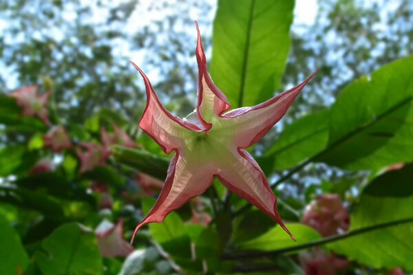 An unusual flower. a flower in the shape of a star