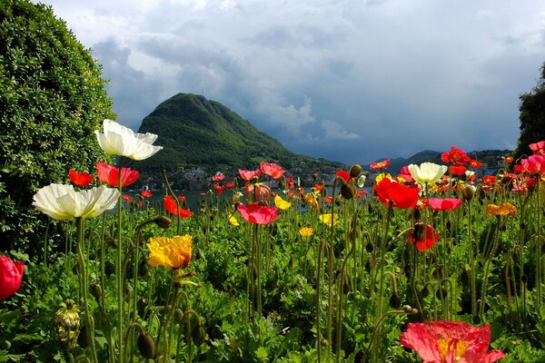 Prato di fiori rossi e bianchi tra i verdi