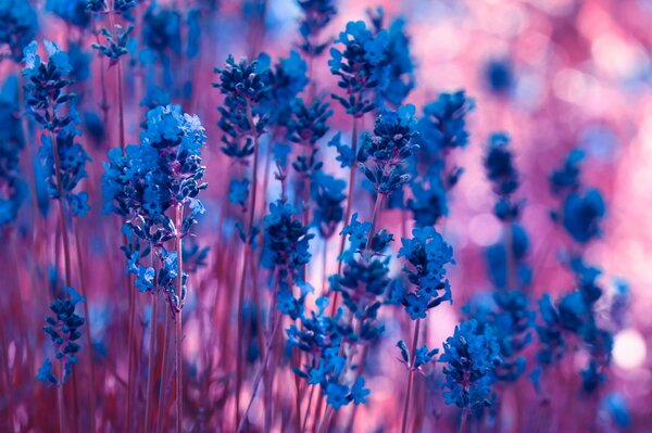 La bellezza rosa e blu della lavanda