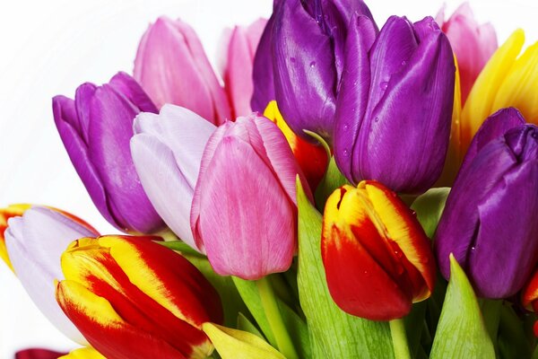 Bukiet tulipanów w kolorze różowym i czerwonym