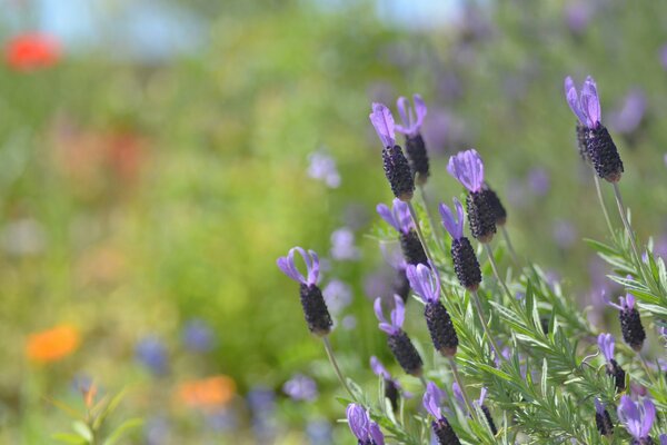 Lilac flowers on a blurry background