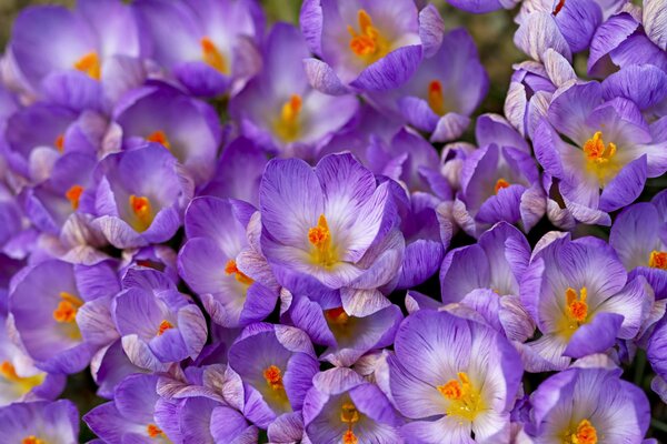 Frühlings-Fliederblüten werden mit Knospen gegeneinander gedrückt