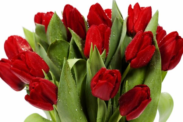 Bouquet von leuchtend roten Tulpen auf weißem Hintergrund
