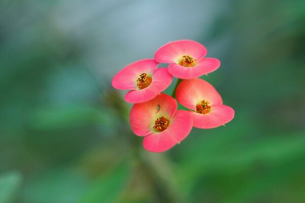 Petites fleurs. macro. inflorescence rouge