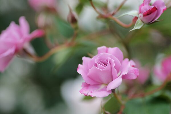 Blooming flowers, pink roses