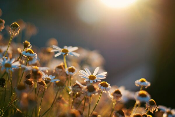 Campo di margherite al tramonto