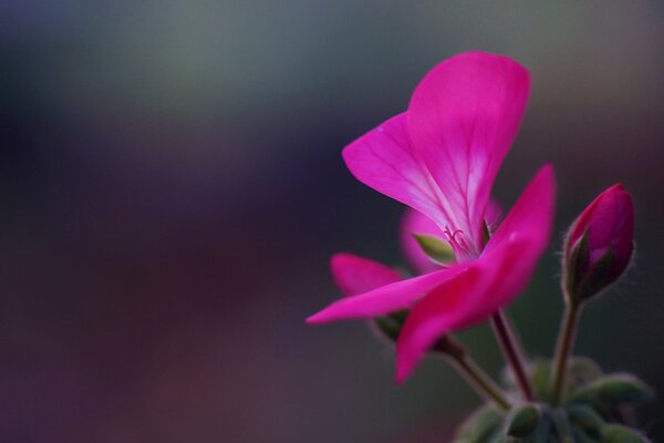 Hermosa flor de geranio carmesí