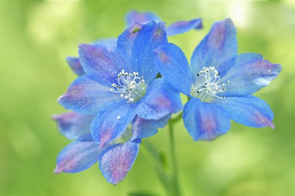 Original rosa-blaue Blumen auf grünem Hintergrund