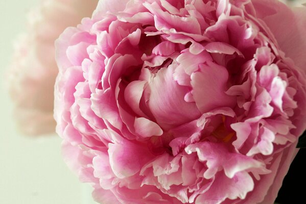 The most delicate flower is a peony