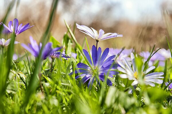 Gänseblümchen im Feld, Bild von Blumen