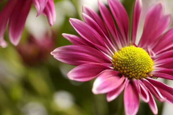 Sfondo macro di fiori rosa