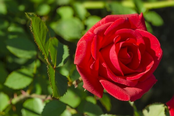Rosa rossa lussureggiante nel pomeriggio