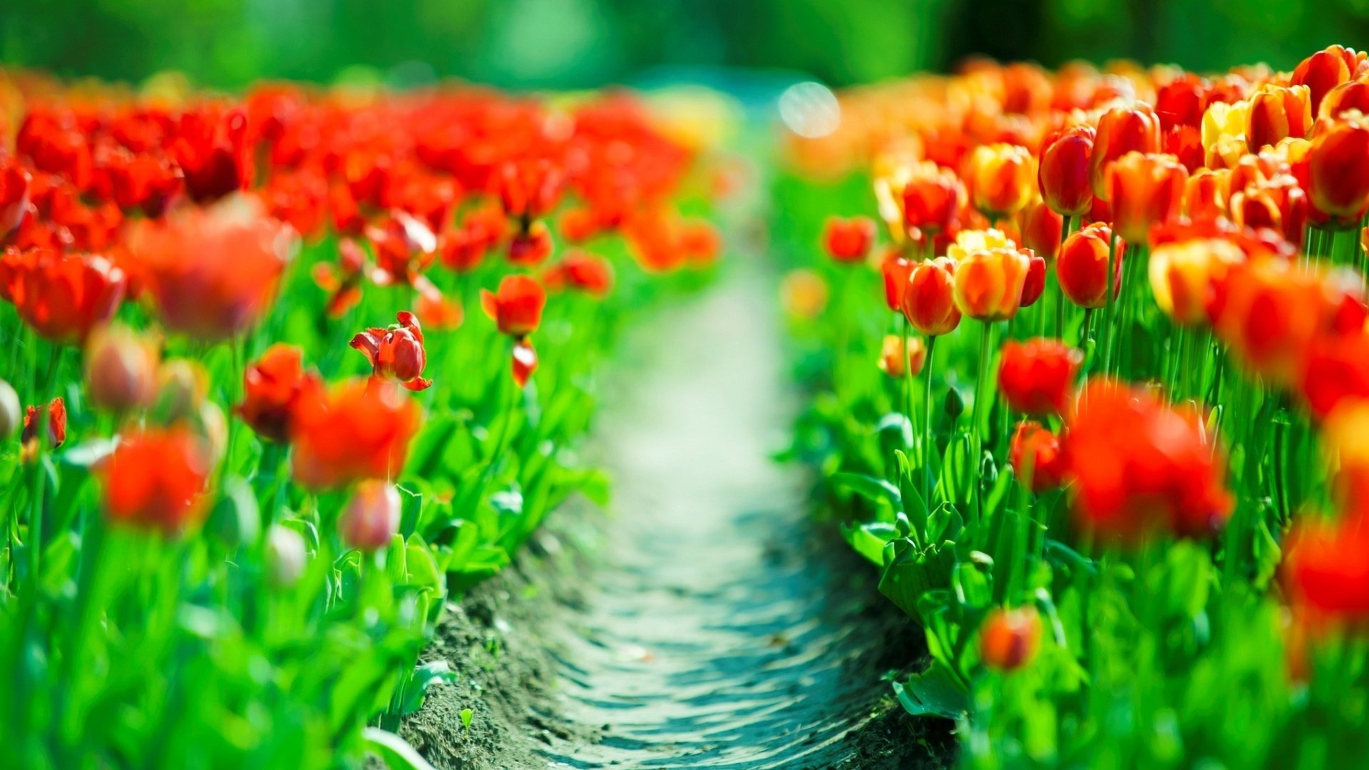 plantation plantation tulipes rouge rouge sentier printemps hd