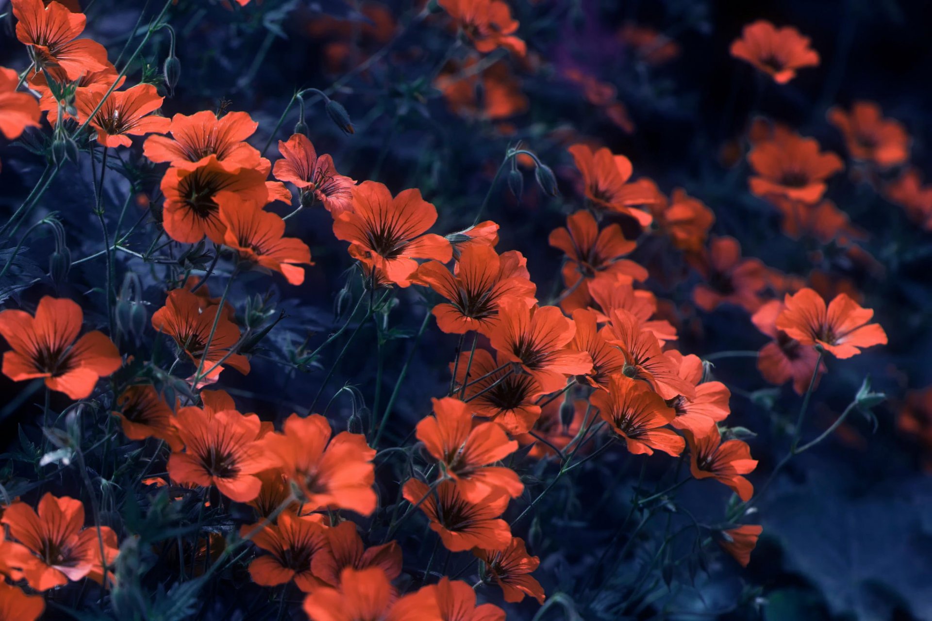 petals background bokeh flower