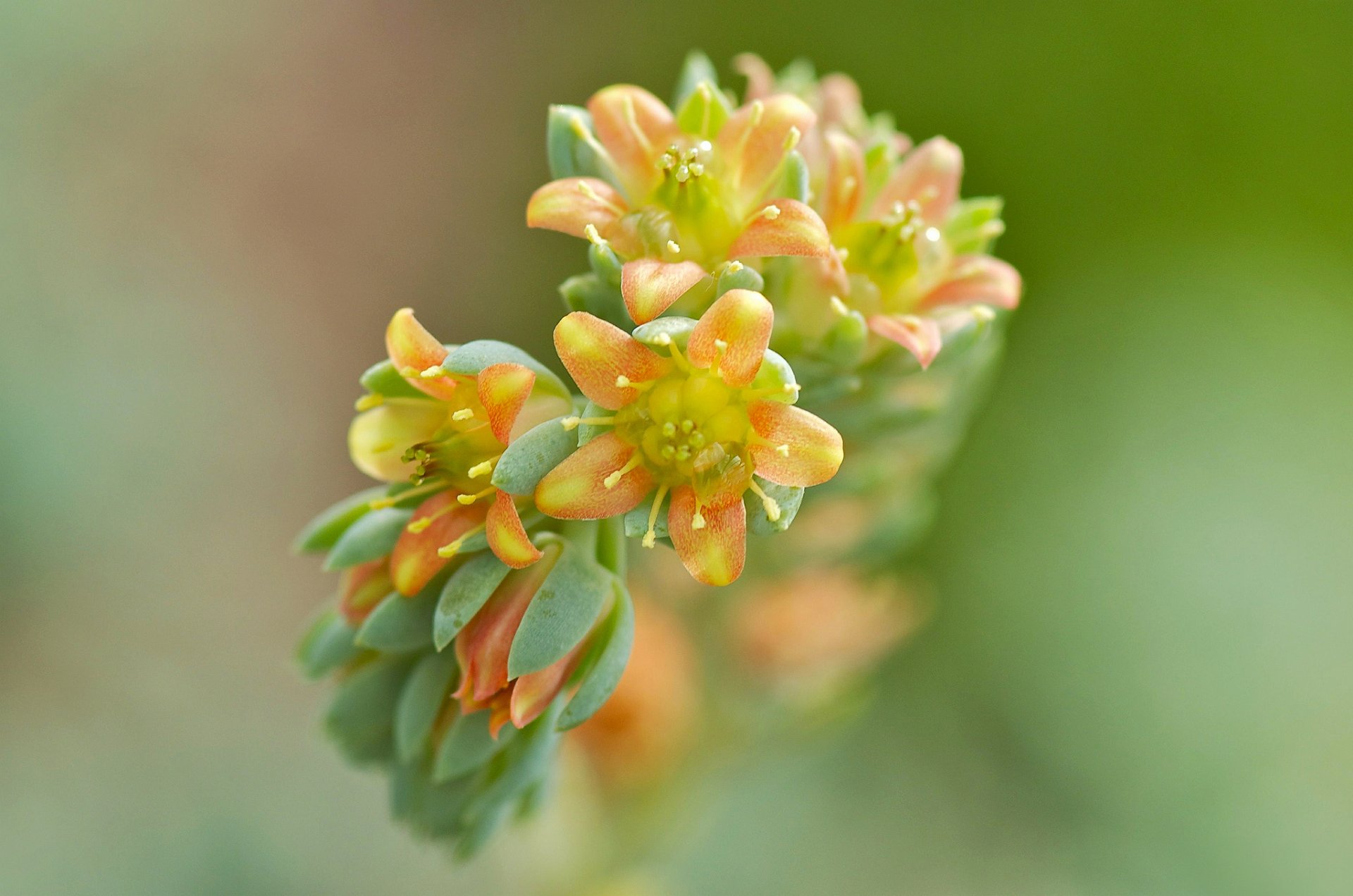 branche fleurs jaune-orange fond flou