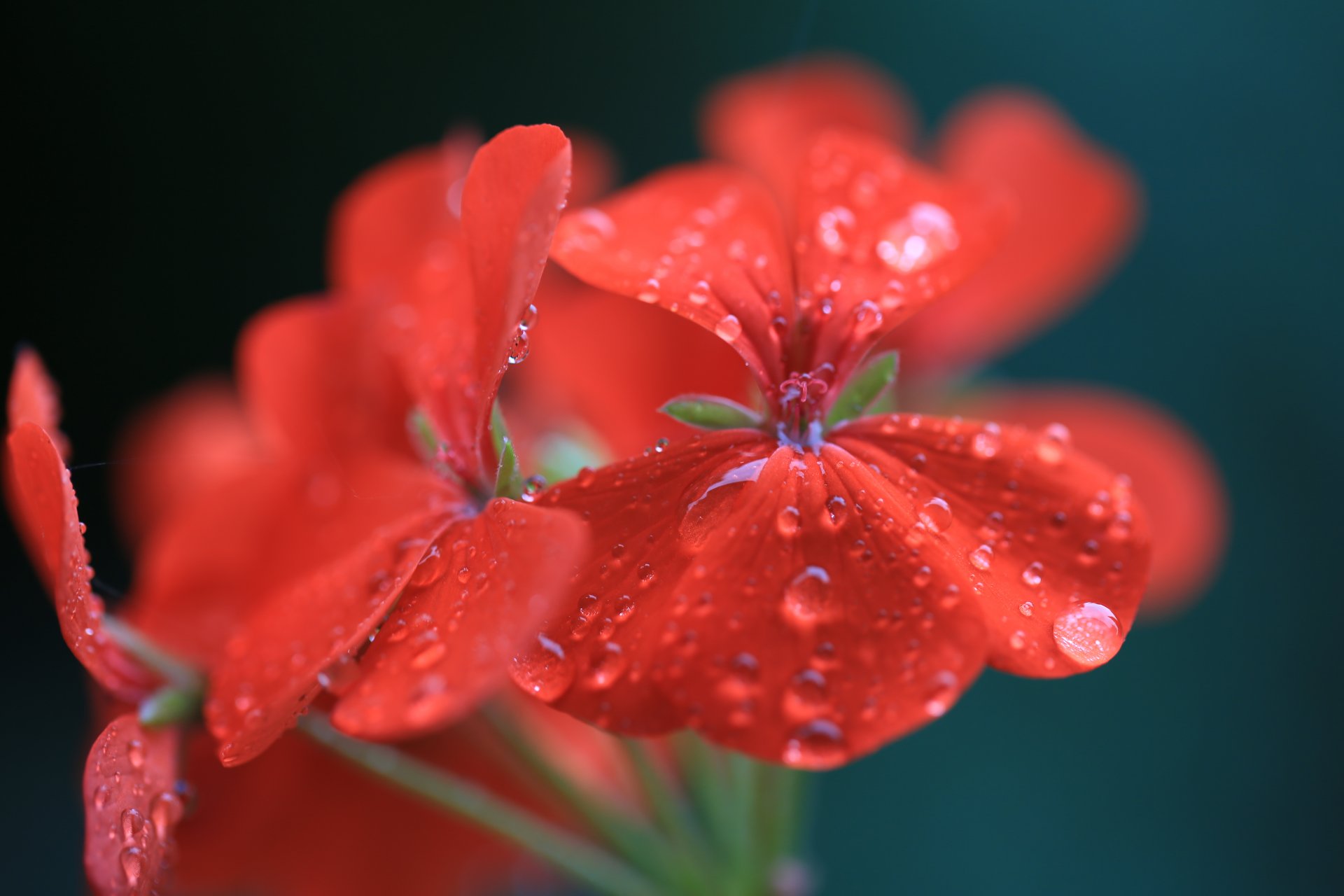 rosso fiore gocce acqua geranio pelargonium macro