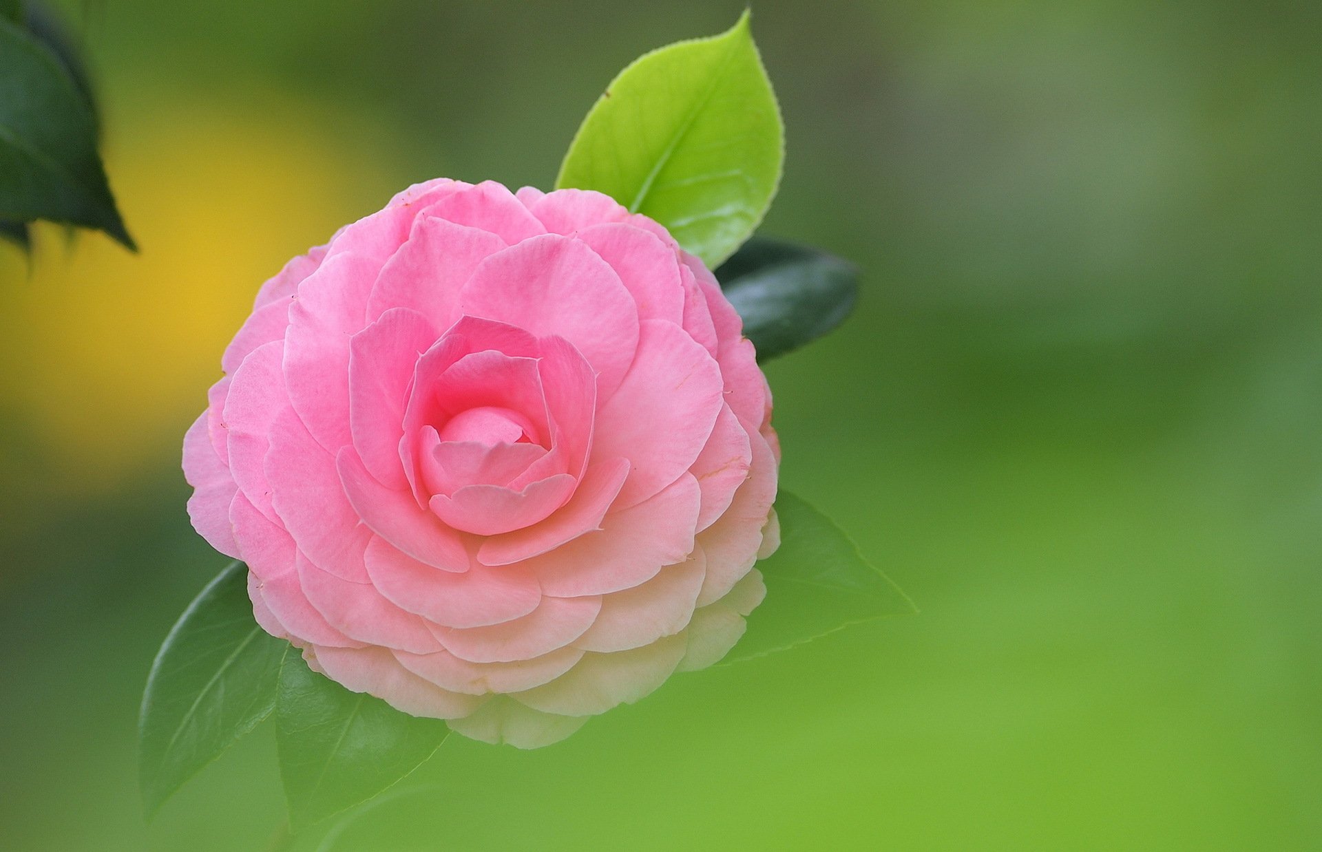 fiore rosa camelia foglie sfondo