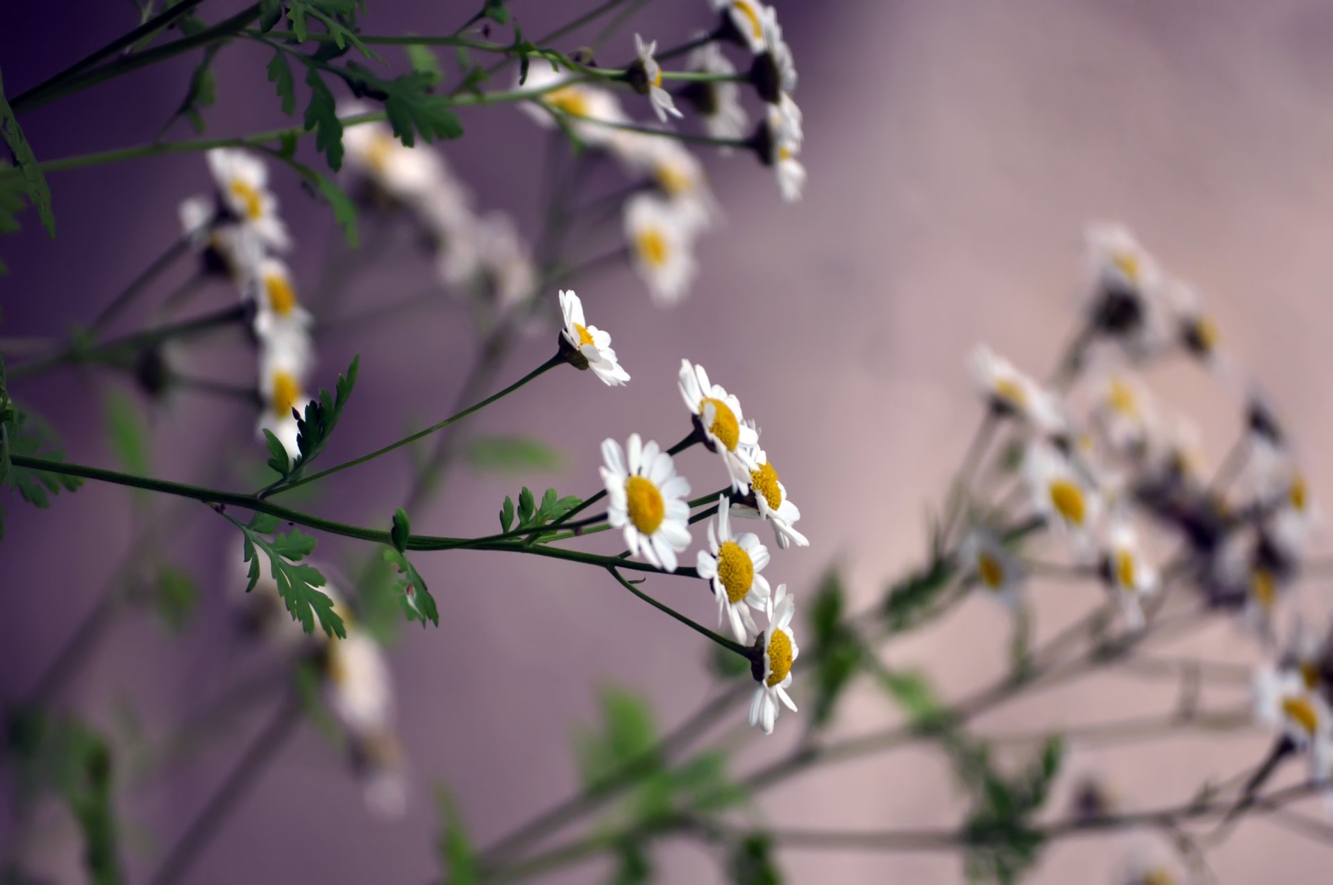 gänseblümchen stiel blütenblätter kleine weiße farbe