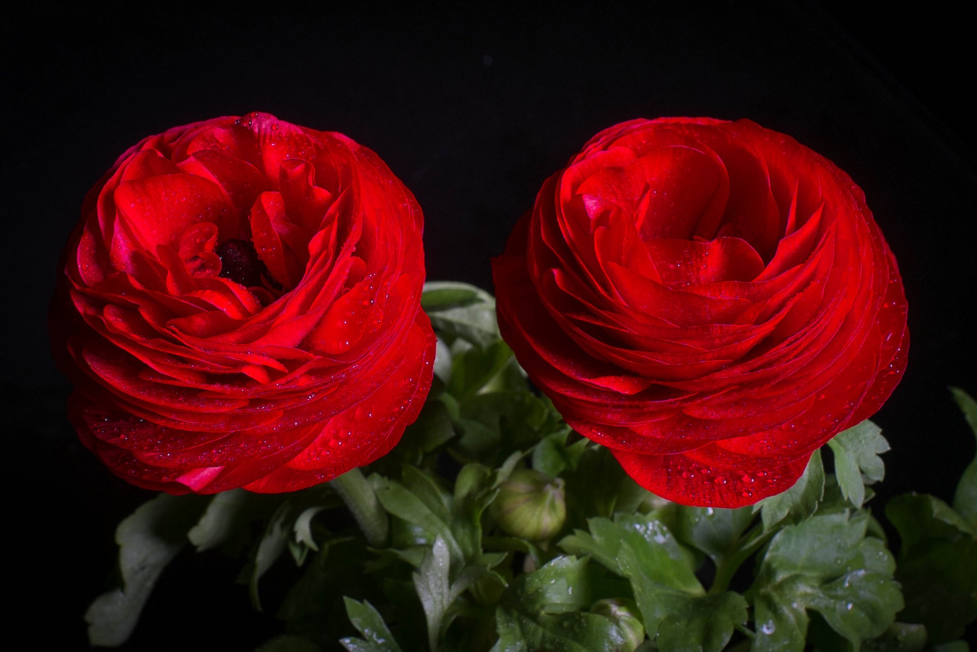 ranunkulyus asian buttercup close up drops duet