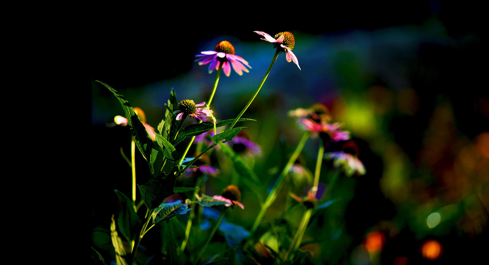 aiuola fiori echinacea foglie sfondo