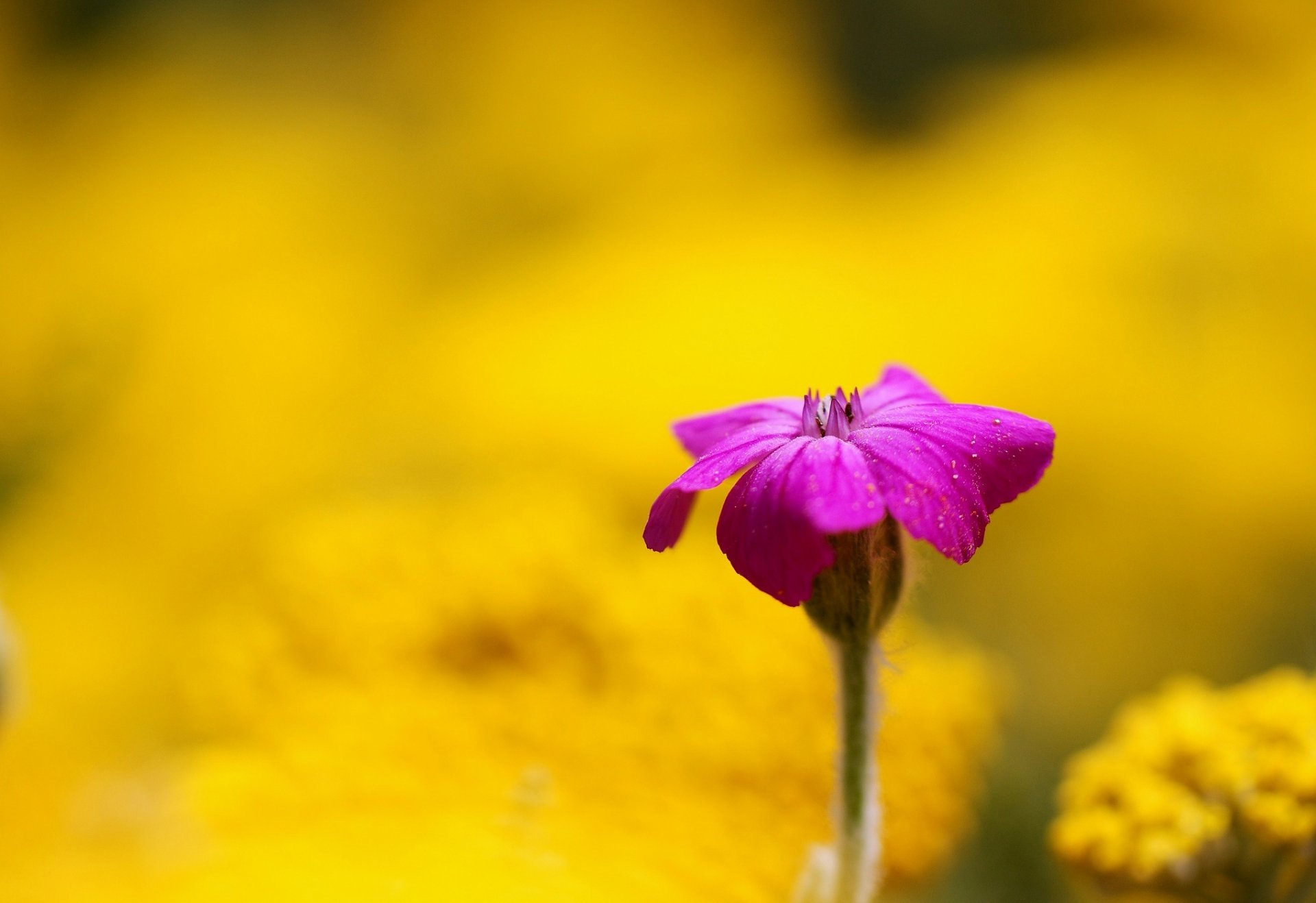 blumen blümchen rosa gelb unschärfe hintergrund tapete widescreen vollbild widescreen widescreen