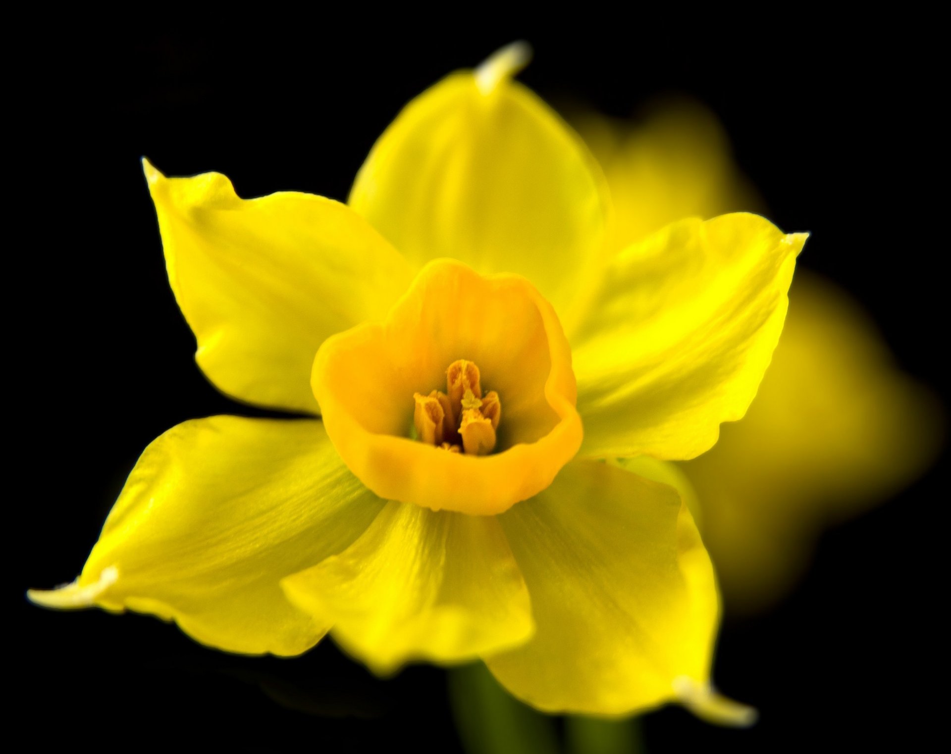 fleur narcisse jaune fond sombre printemps gros plan