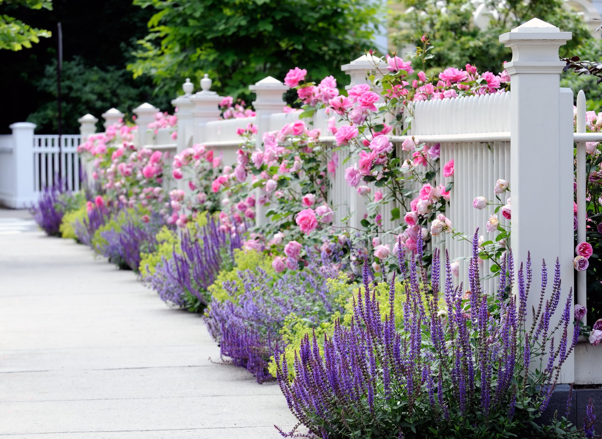 jardin clôture clôture blanc fleurs jardin de fleurs roses rose bleu jaune joliment printemps été