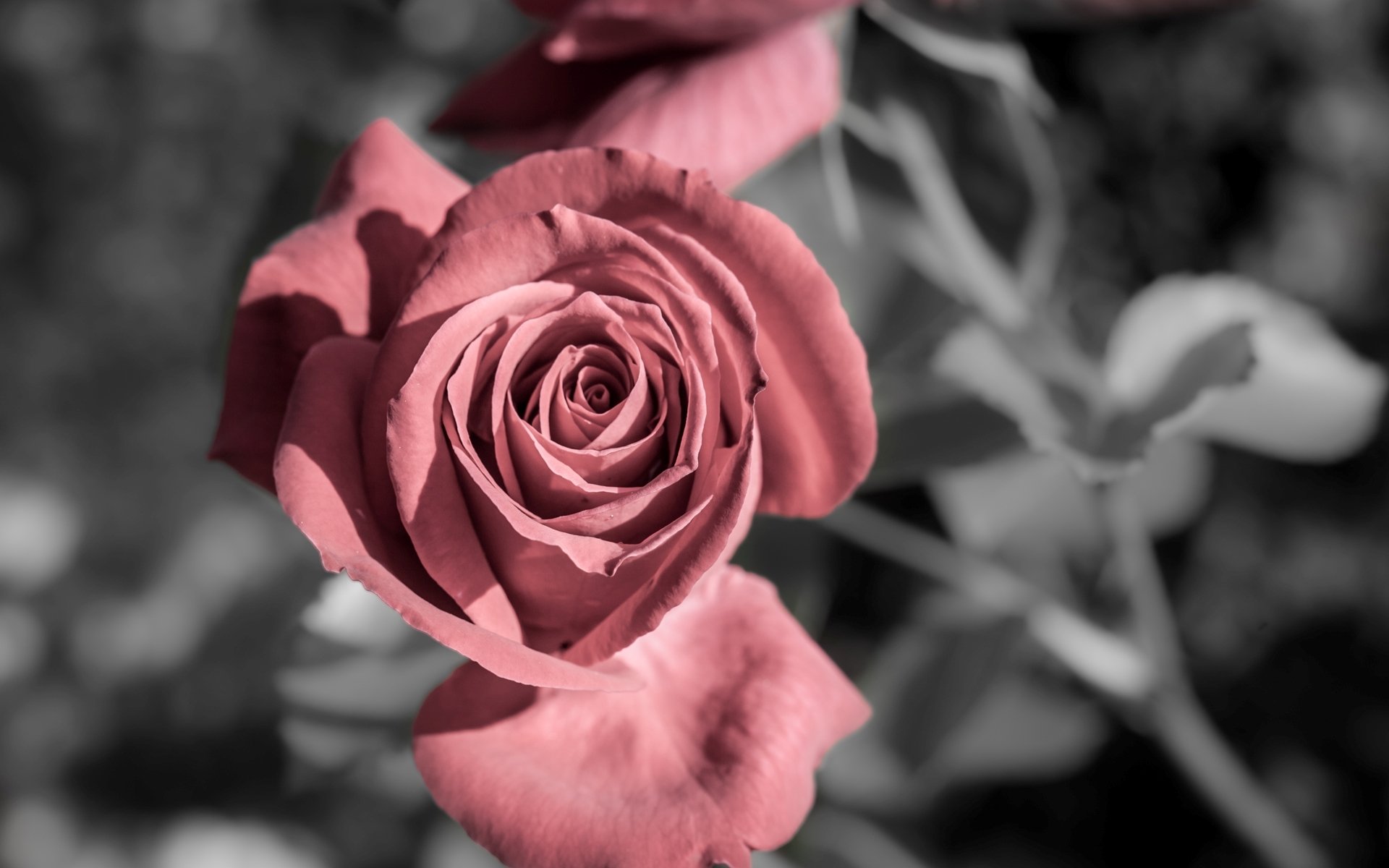 fiori fiore fiore rosa rosa rosetta rosa sfondo carta da parati widescreen schermo intero widescreen widescreen rosa