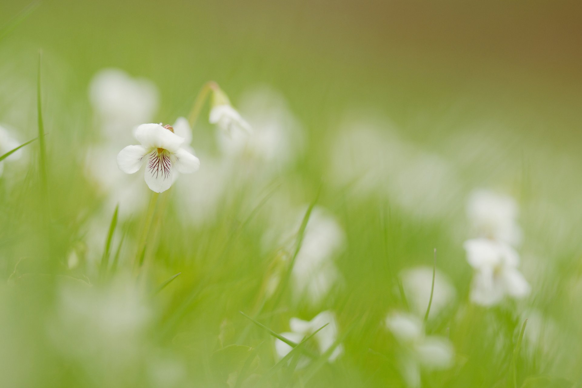 champ herbe fleurs blanc fleur flou