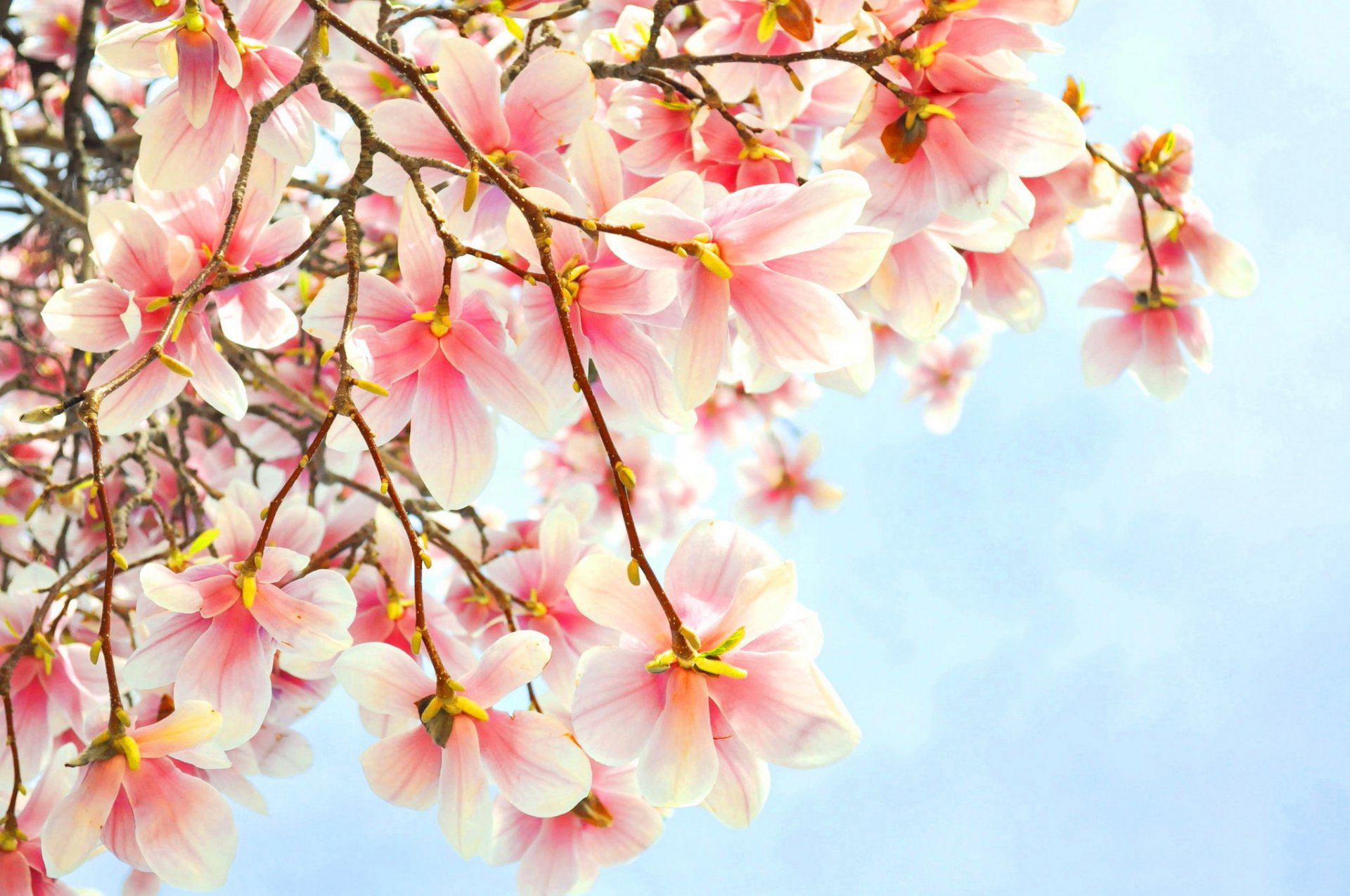 branch flower pink magnolia