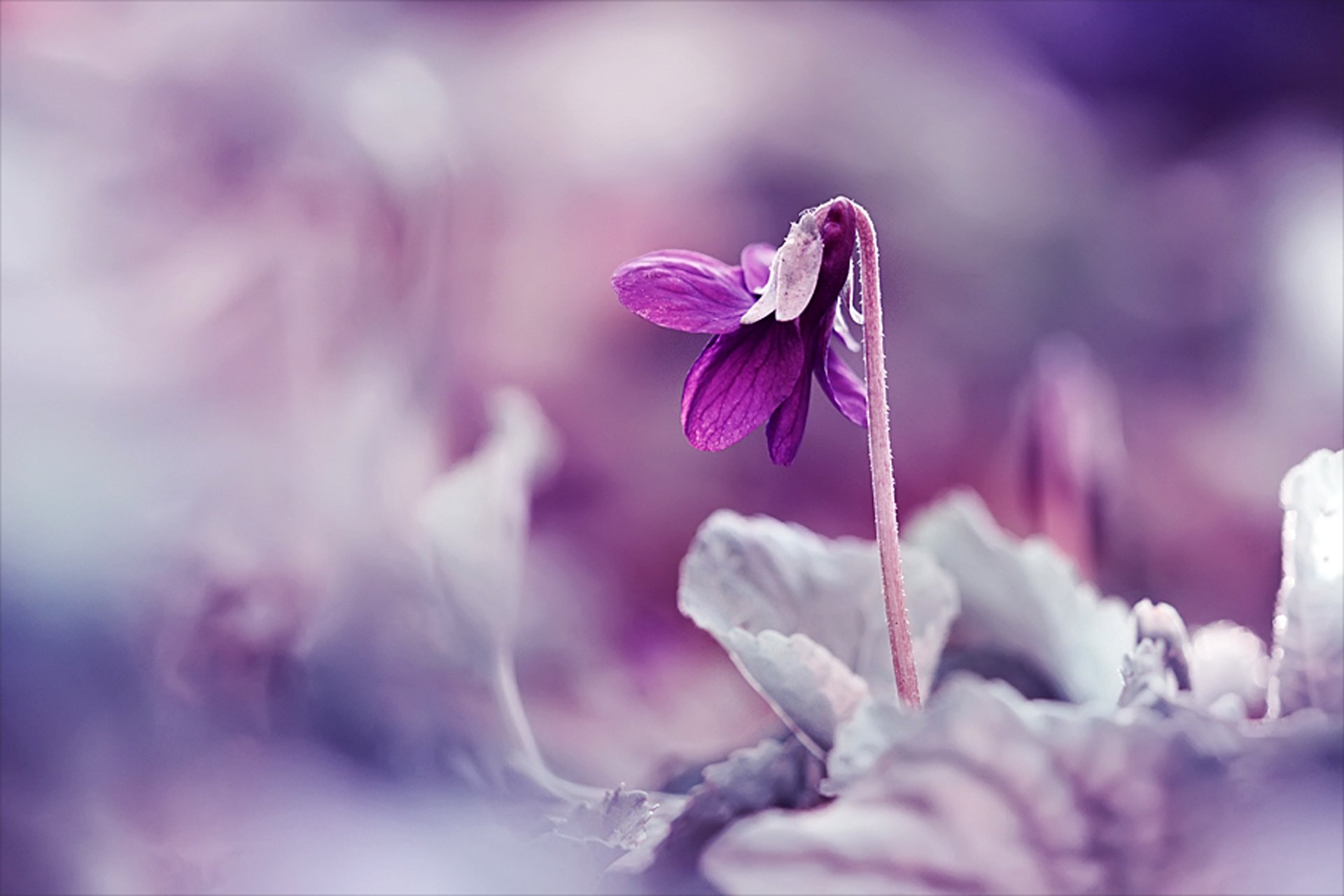 fleur lilas plante printemps flou gros plan