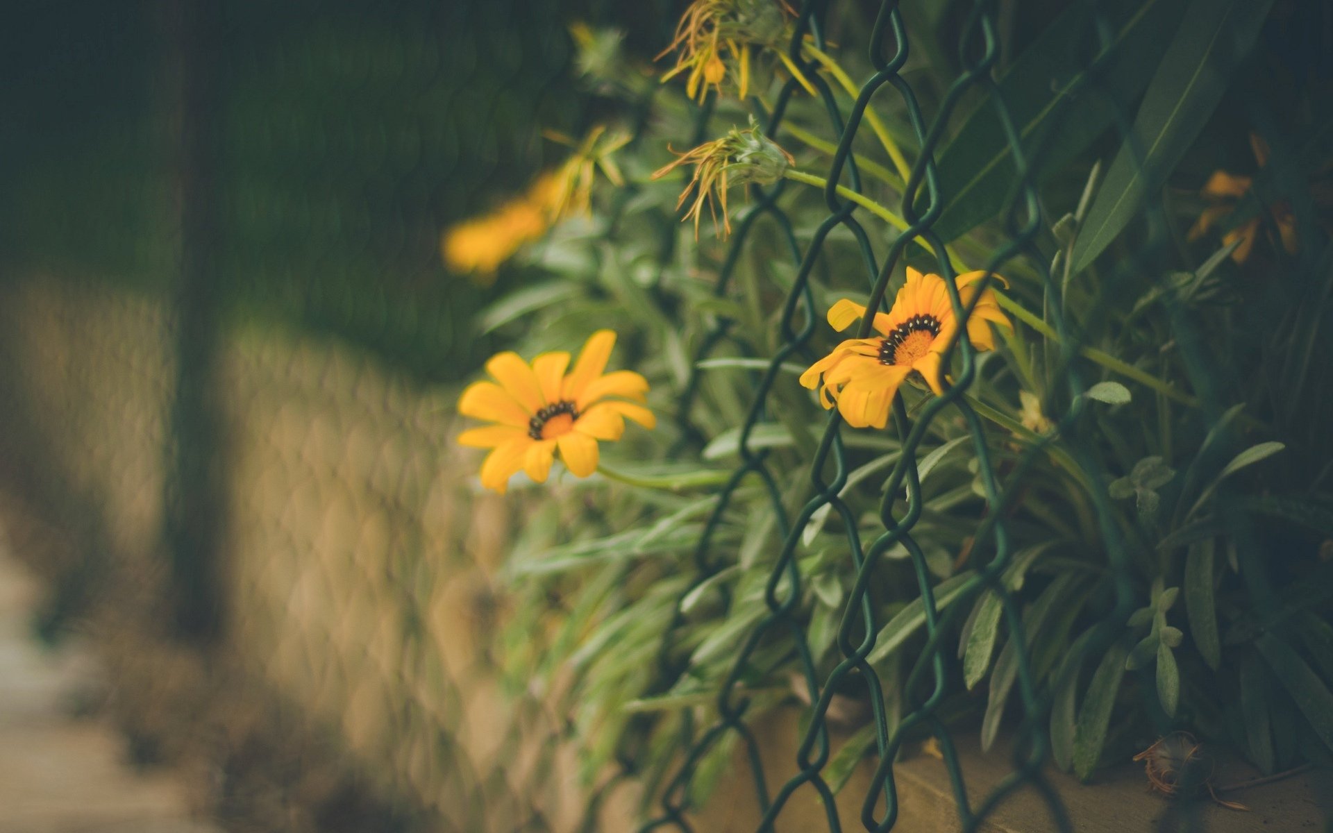 blumen blumen blume orange gitter zaun zaun blätter unschärfe hintergrund tapete widescreen vollbild widescreen widescreen