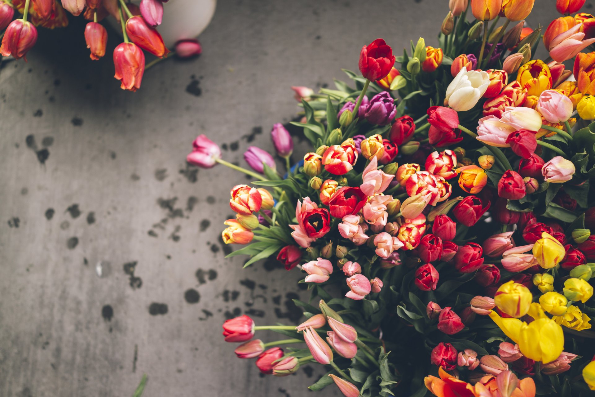 fiori molti diversi tulipani