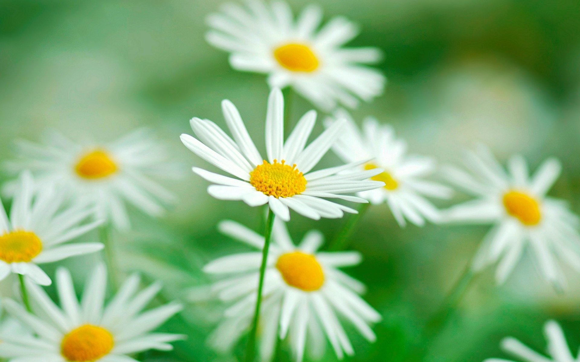 blumen blümchen blume kamille grün vegetation unschärfe makro hintergrund tapete widescreen vollbild widescreen widescreen