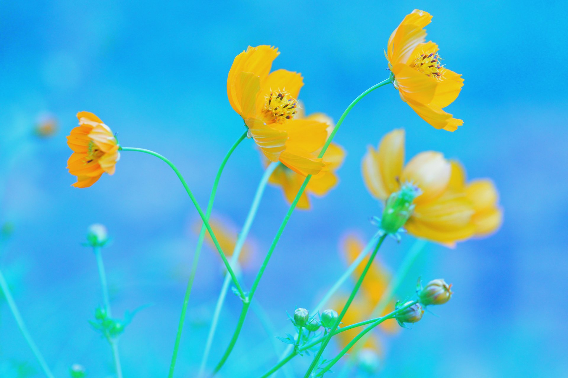 flores amarillo cosmea fondo azul