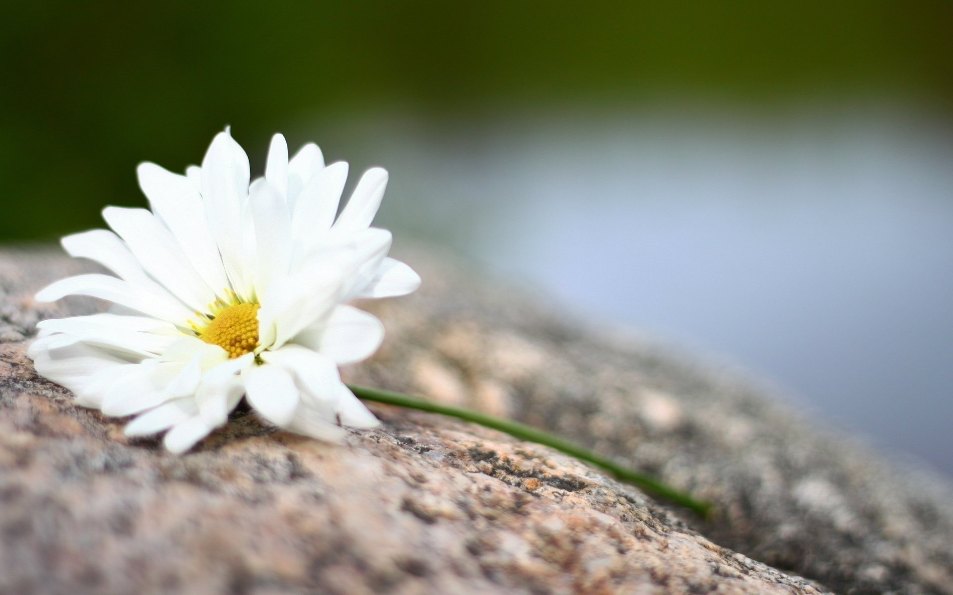 fiori fiori fiore fiore bianco giallo petali sfondo carta da parati widescreen schermo intero widescreen widescreen