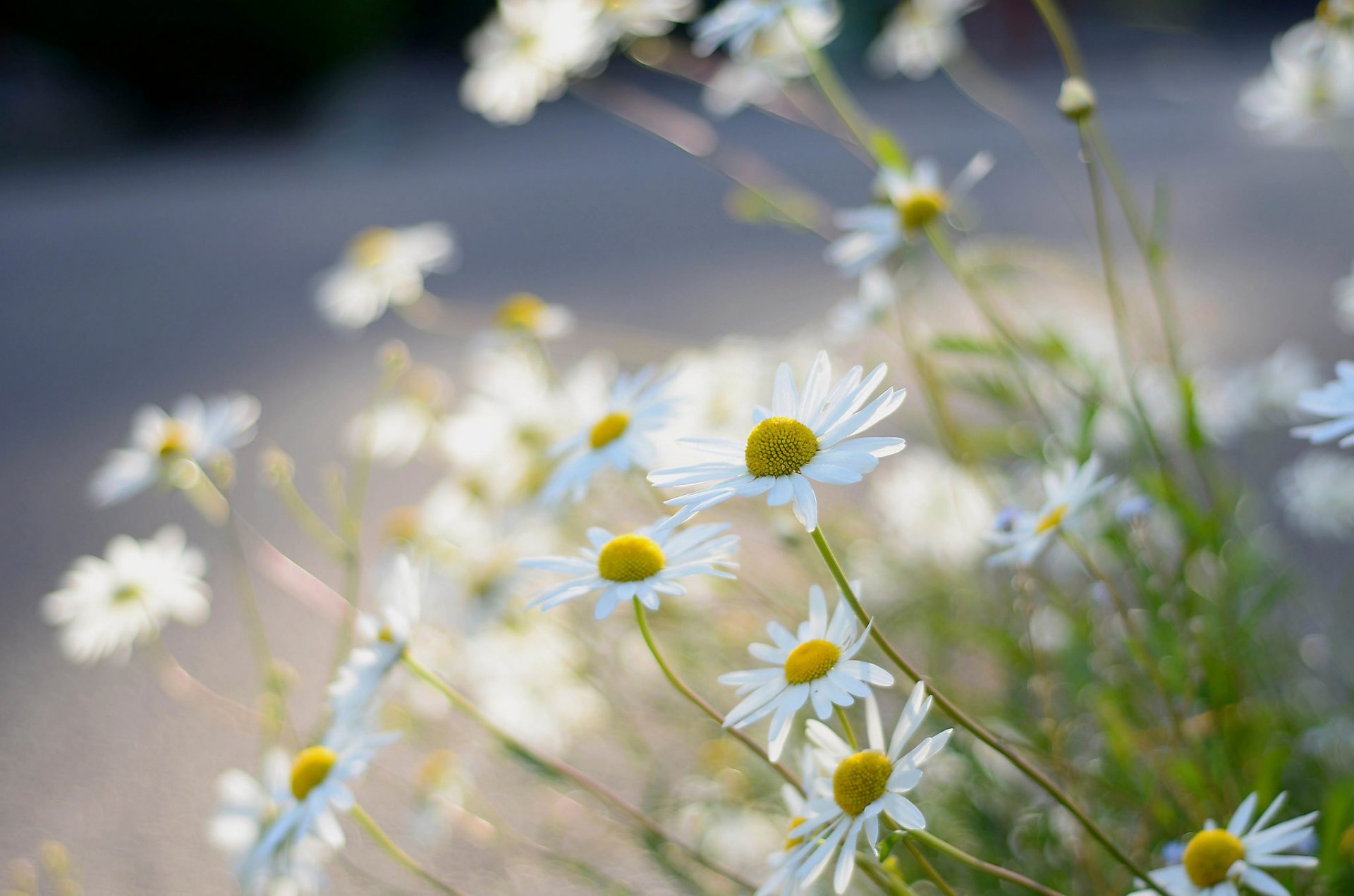 chamomile blur close up