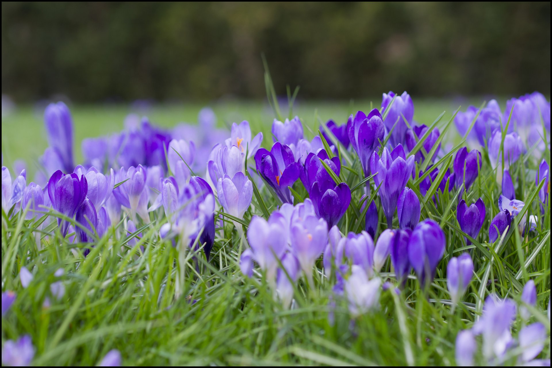 grass flowers crocuses lilac purple