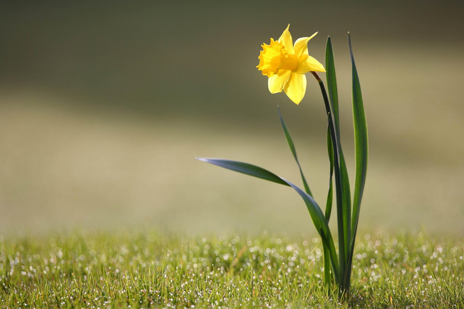 fiore erba rugiada narciso