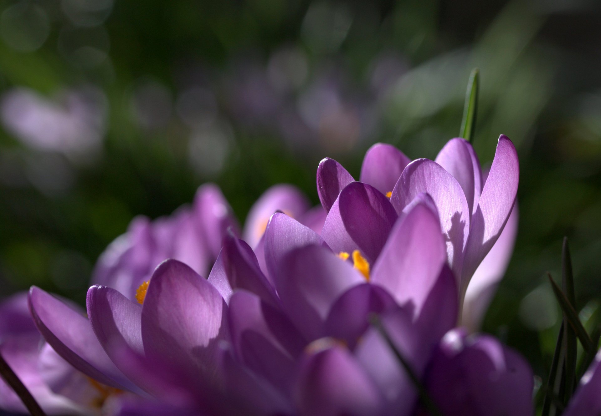 crocus safran lilas violet pétales fleurs printemps macro mise au point