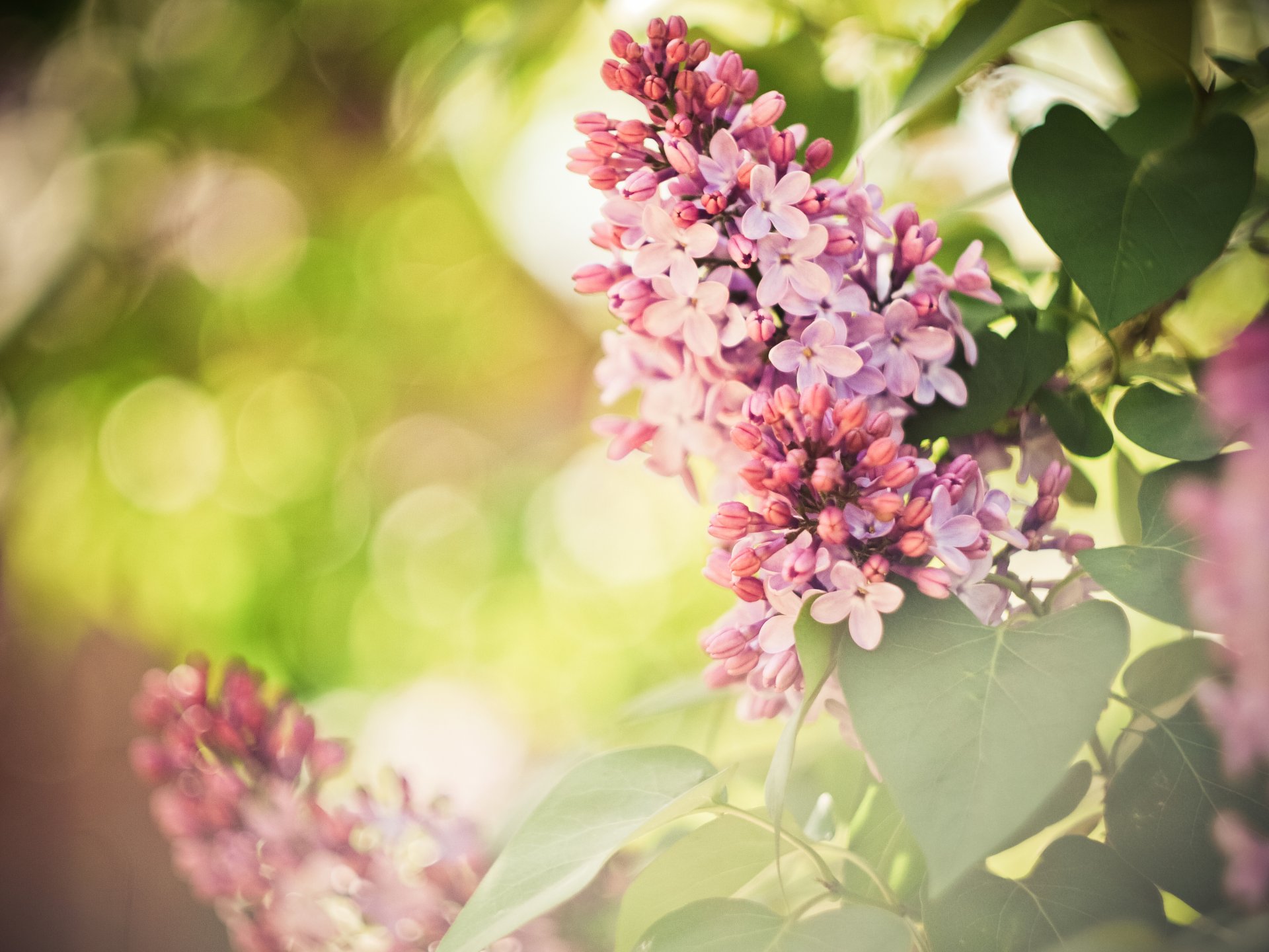 fleurs lilas printemps violet papier peint grand écran