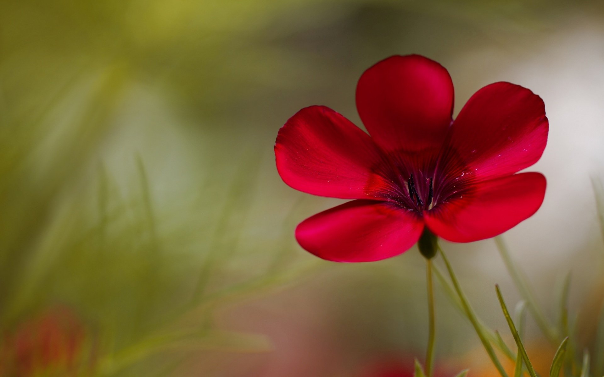 fiori fiori fiori. rosa sfocatura sfondo carta da parati widescreen schermo intero widescreen widescreen