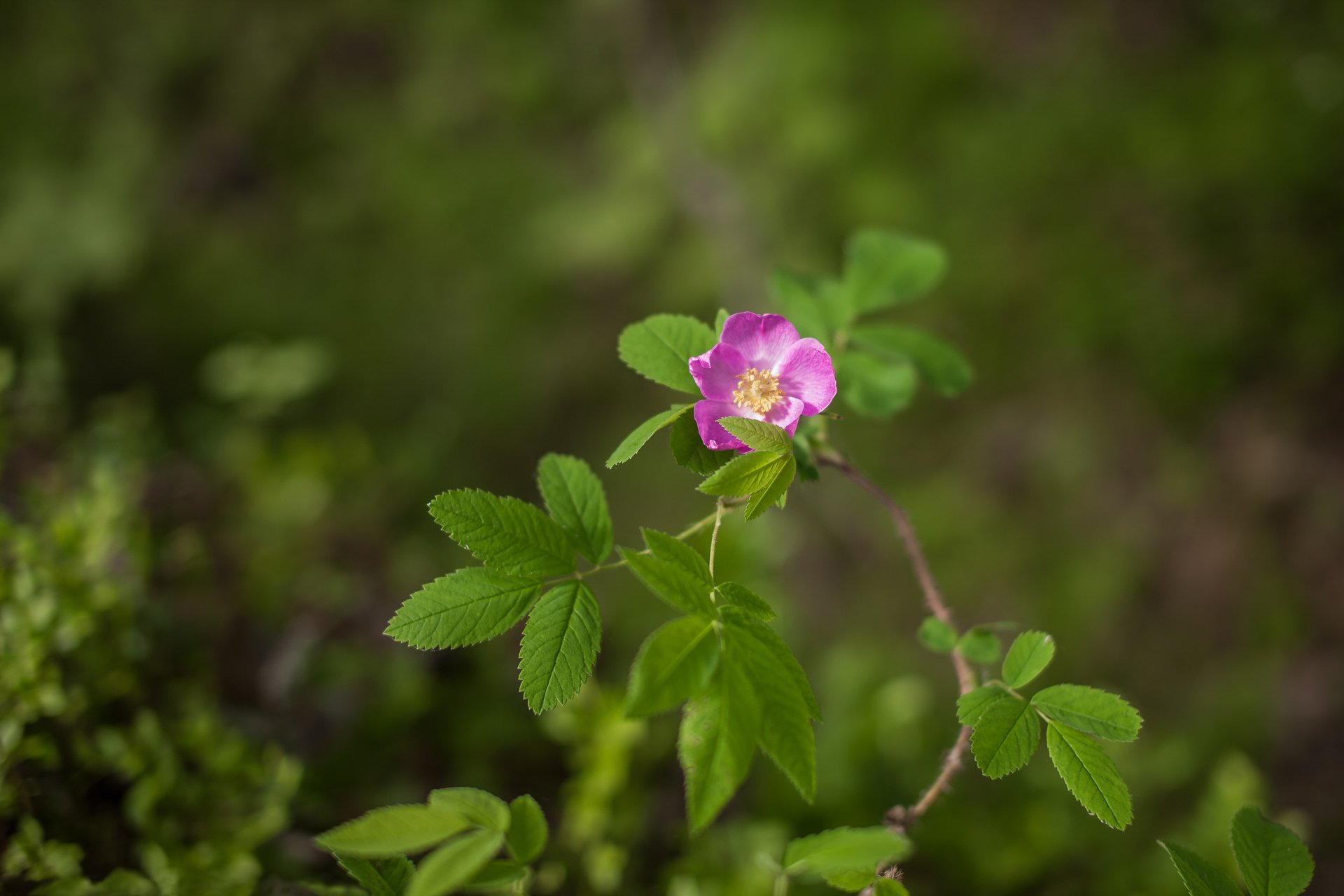 flor florecita rosa mosqueta lat rosa género plantas familia rosa carelia naturaleza desenfoque bokeh ❀