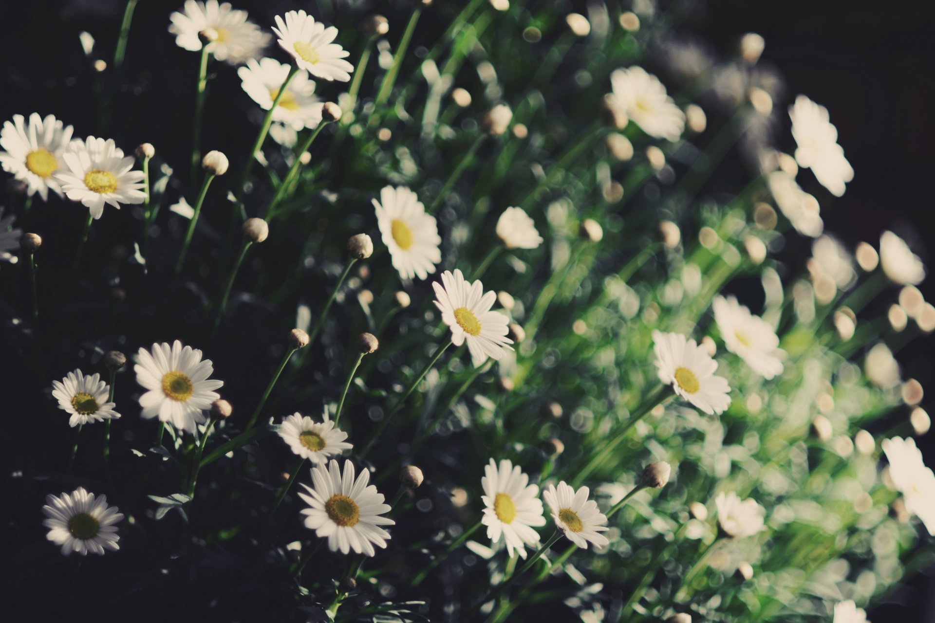 blumen blumen blümchen kamille weiß gelb grün pflanze blume hintergrund tapete widescreen vollbild widescreen widescreen