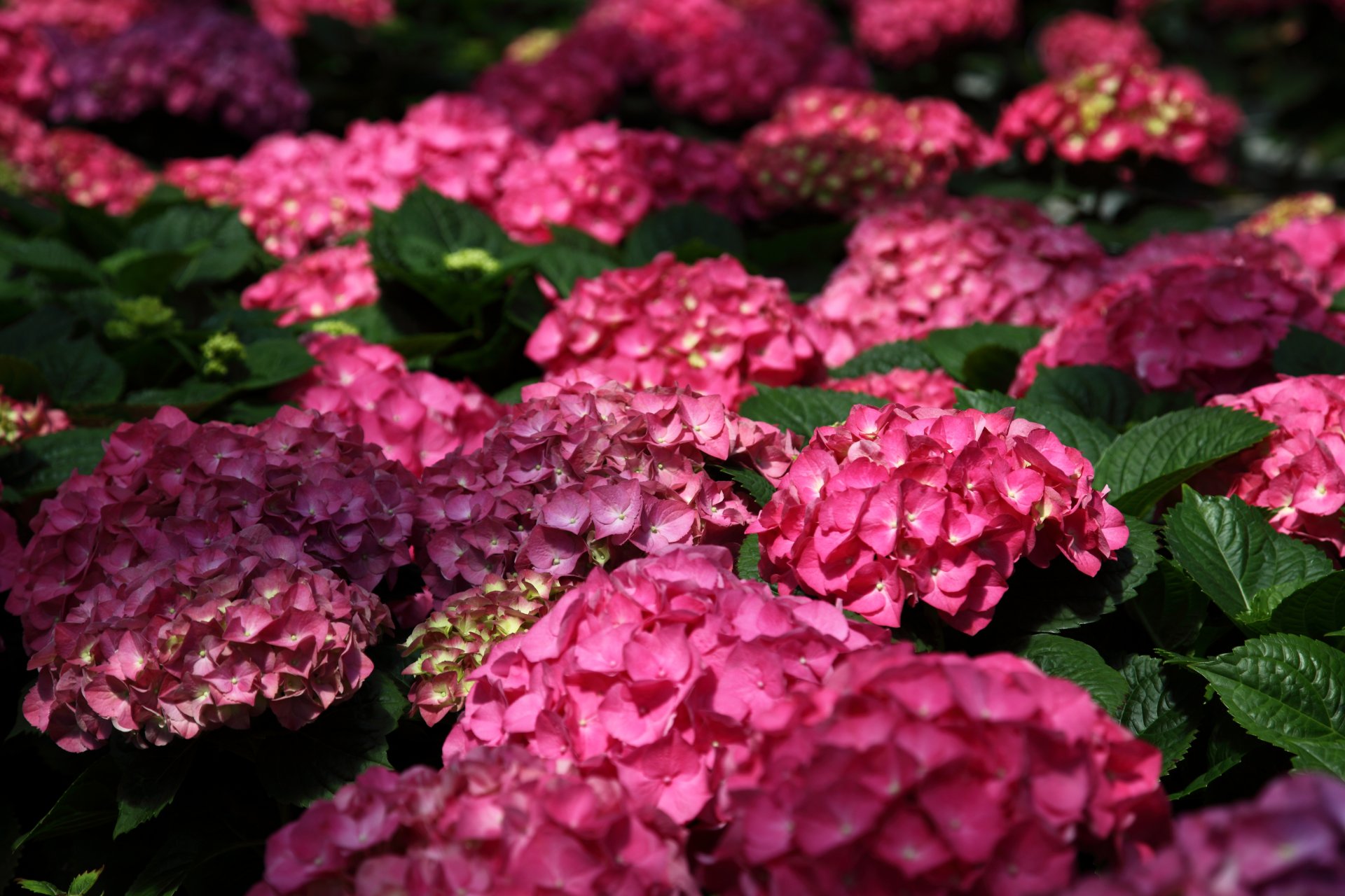 hortensias flores. arbusto macro