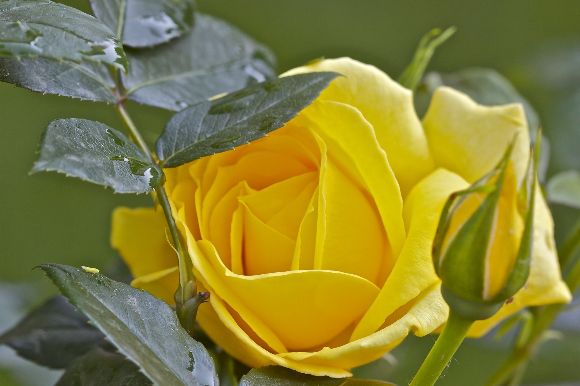 rosa bocciolo foglie macro