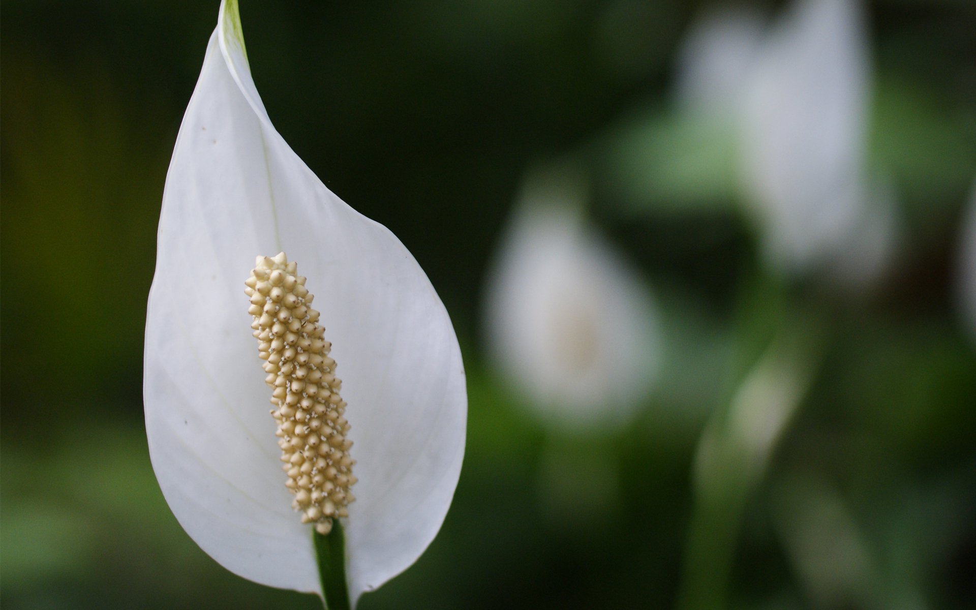 spathiphyllum fiore macro bianco verde